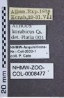 Etikette zu Athous (Haplathous) korabicus (Csiki, 1940) (NHMW-ZOO-COL-0008477)